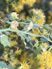 Ericameria cuneata