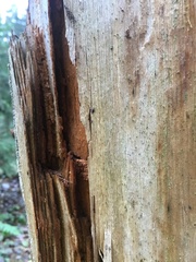 Microcalicium ahlneri