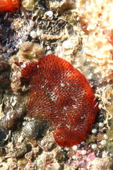 Watersipora subatra