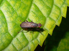 Coremacera marginata