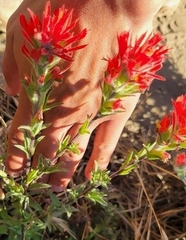 Castilleja affinis