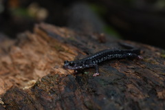 Plethodon ouachitae