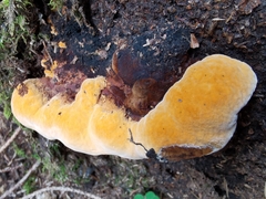 Aurantiporus croceus
