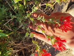 Castilleja affinis