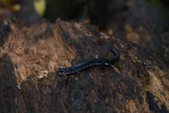 Plethodon ouachitae