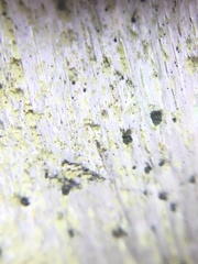 Microcalicium disseminatum