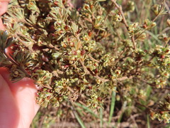 Cliffortia