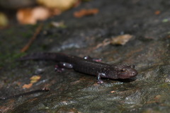 Desmognathus brimleyorum