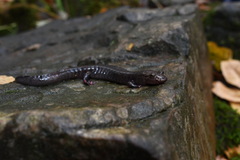 Desmognathus brimleyorum