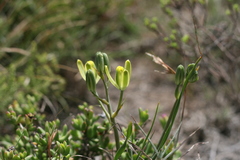 Albuca annulata