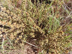 Cliffortia