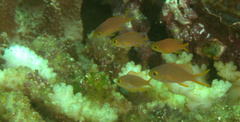 Pseudanthias huchtii