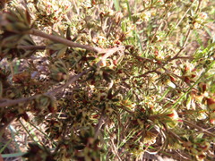 Cliffortia