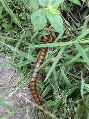 Scolopendra subspinipes