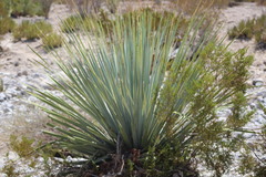 Dasylirion cedrosanum