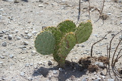 Opuntia rastrera