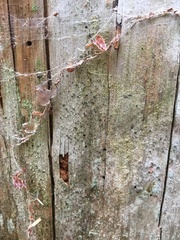 Microcalicium disseminatum