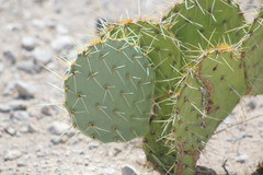 Opuntia rastrera