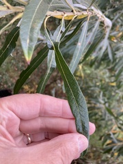 Salix laevigata