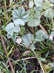 Malva