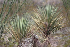 Yucca torreyi