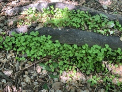 Hydrocotyle heteromeria