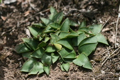 Ledebouria coriacea