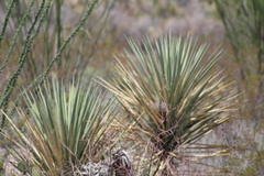Yucca torreyi