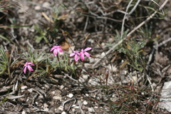 Dianthus thunbergii