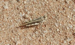 Acrotylus