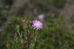 Lampranthus swartkopensis