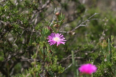 Lampranthus swartkopensis