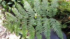 Leptolepia novae-zelandiae