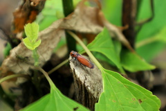 Bothrogonia addita