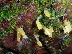 Calocera pallidospathulata