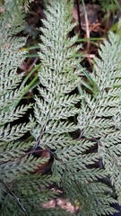 Leptolepia novae-zelandiae