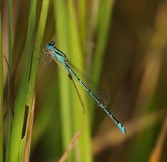 Austroagrion exclamationis