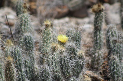 Grusonia bradtiana