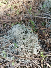 Cladonia mediterranea