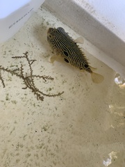 Chilomycterus schoepfii