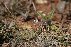Pelargonium campestre