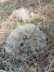 Cladonia mediterranea