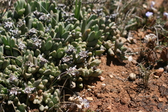 Corpuscularia lehmannii