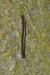 Tachypodoiulus niger