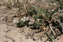 Euphorbia inermis
