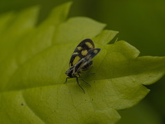 Bothriocera