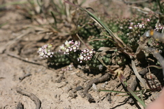 Euphorbia inermis