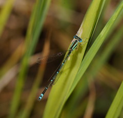 Austroagrion exclamationis
