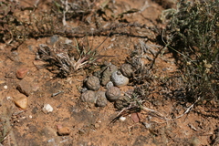 Euphorbia globosa