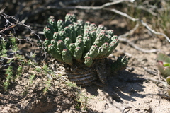 Euphorbia inermis